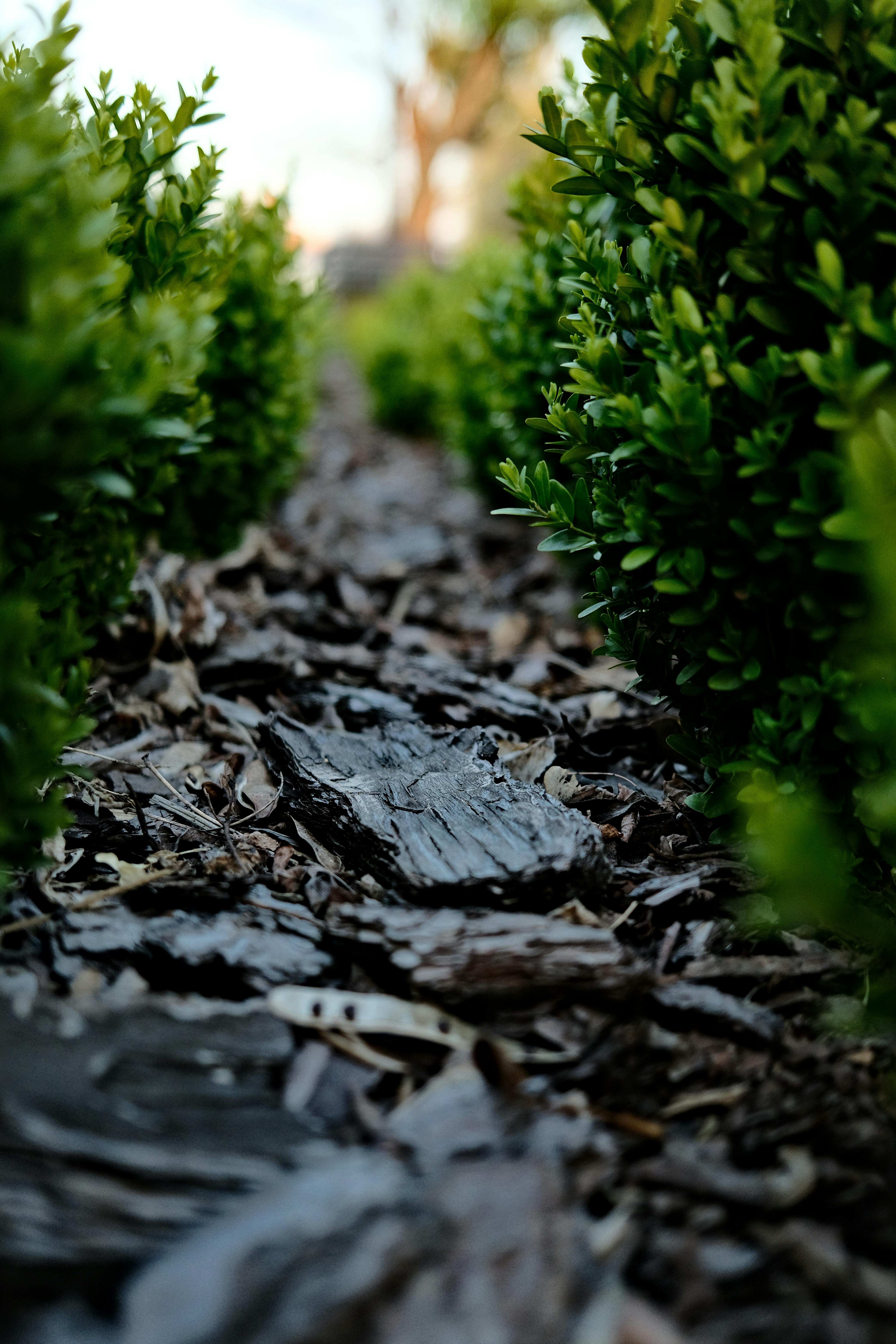 Mulch and bark